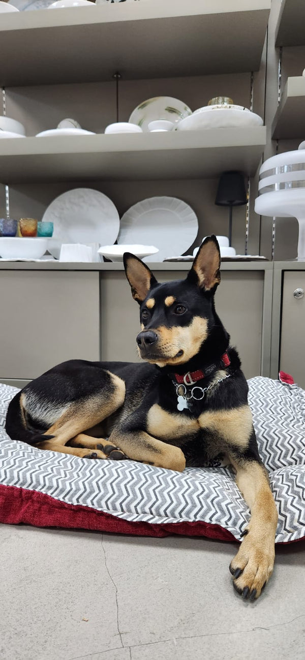 International Day of Dogs in workspaces