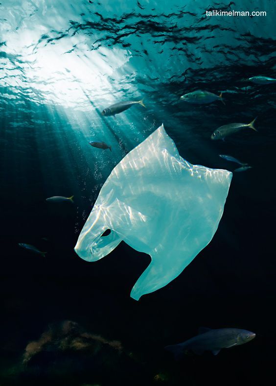 Plastic bag free day... Why is this celebration so important?